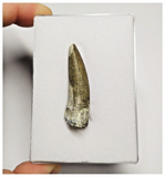 T192 - Rare Suchomimus tenerensis Dinosaur Tooth Lower Cretaceous Elrhaz Fm