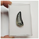 T42 - Rare Eocarcharia dinops Dinosaur Tooth - Cretaceous Elrhaz Fm Tenere Desert