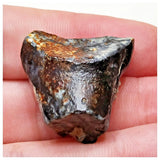 E12 - Ouranosaurus nigeriensis Basal Hadrosaur Dinosaur Tooth Cretaceous Elrhaz Fm