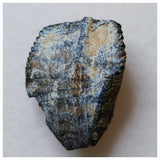 S36 - Ouranosaurus nigeriensis Basal Hadrosaur Dinosaur Tooth Cretaceous Elrhaz Fm