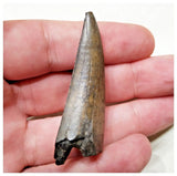 E7 - Rare Eocarcharia dinops Dinosaur Tooth - Cretaceous Elrhaz Fm Tenere Desert