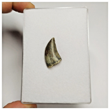 S41 - Eocarcharia dinops Dinosaur Tooth - Cretaceous Elrhaz Fm Tenere Desert