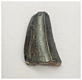 JS153 - Rare Eocarcharia dinops Dinosaur Tooth Cretaceous Elrhaz Fm Tenere Desert