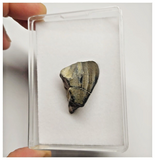 T30 - Rare Ouranosaurus Basal Hadrosaurid Dinosaur Tooth Cretaceous Elrhaz Fm