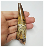 T56 - Amazing Rooted 3.89 Inch Spinosaurus Dinosaur Tooth Cretaceous KemKem Beds