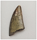 T84 - Rare Eocarcharia dinops Dinosaur Tooth - Cretaceous Elrhaz Fm Tenere Desert