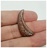 T63 - Top Rare Unusual Upper Cretaceous Pterosaur Claw KemKem Beds Ifezouane Fm