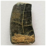 J43- Rare Eocarcharia dinops Dinosaur Tooth - Cretaceous Elrhaz Fm Tenere Desert