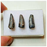 S46 - Set of 3 Rare Suchomimus tenerensis Dinosaur Teeth Cretaceous Elrhaz Fm Niger