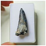 S10 - Exceedingly Rare Suchomimus tenerensis Dinosaur Tooth - Elrhaz Fm - Niger