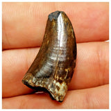 JS26 - Rare Eocarcharia dinops Dinosaur Tooth - Cretaceous Elrhaz Fm Tenere Desert