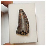 W18 - Rare Eocarcharia dinops Dinosaur Tooth - Cretaceous Elrhaz Fm Tenere Desert