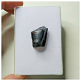 S13 - Ouranosaurus nigeriensis Basal Hadrosaur Dinosaur Tooth Cretaceous Elrhaz Fm