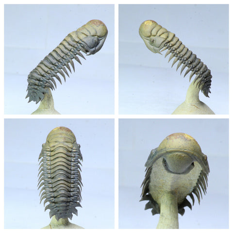 R331 & R332 Crotalocephalina + Drotops megalomanicus Devonian Trilobites - Order Barfield