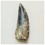 JS14 - Rare Afrovenator abakensis Megalosaurid Dinosaur Tooth Jurassic Tiouraren Fm