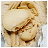 G45 - Finest Quality Fossil Crab (Potamon) Preserved in Travertine Turkey Location