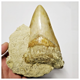 T127 - Finest Quality Serrated 4.13'' Megalodon Tooth in Matrix Indonesia Location