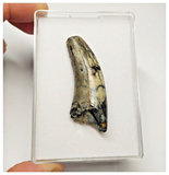 T11 - Rare Afrovenator abakensis Megalosaurid Dinosaur Tooth Jurassic Tiouraren Fm