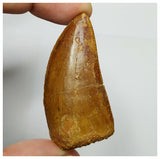 Great lot of 3 Carcharodontosaurus Dinosaur Teeth KemKem Beds