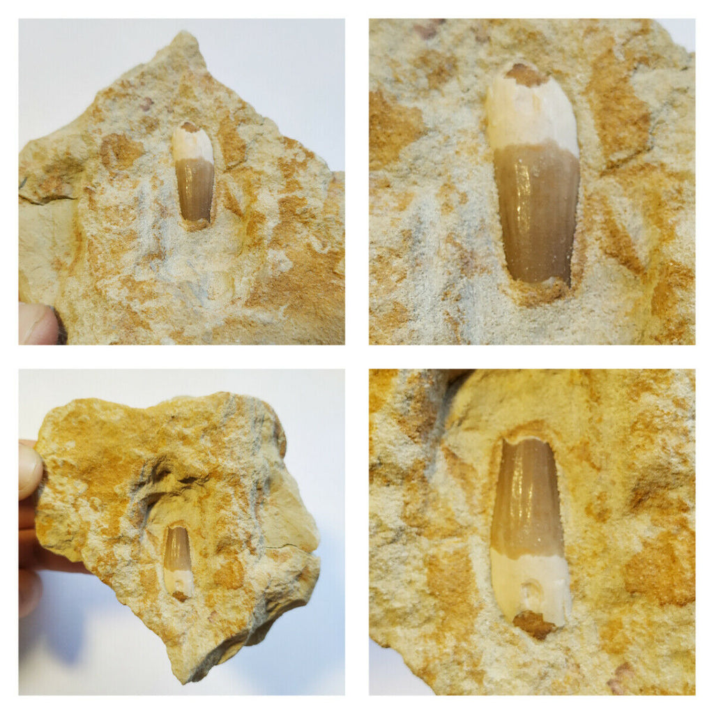 C10 - Nice 0.86'' Spinosaurus Dinosaur Tooth in Natural Matrix Cretaceous KemKem(143935592900)