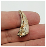 T62 - Top Rare Unusual Upper Cretaceous Pterosaur Claw KemKem Beds Ifezouane Fm