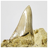 T122 - Finest Quality Serrated 2.63'' Megalodon Tooth in Matrix Indonesia Location