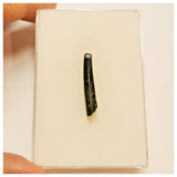 JS55 - Top Rare Nigersaurus taqueti Sauropod Dinosaur Tooth Cretaceous Elrhaz Fm