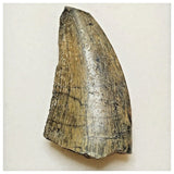 JS21 - Rare Eocarcharia dinops Dinosaur Tooth - Cretaceous Elrhaz Fm Tenere Desert