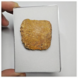 T236 - Nicely Preserved Upper Cretaceous Crocodile Dermal Scute Bone KemKem Beds