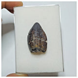 JS1 - Top Rare Jobaria tiguidensis Sauropod Dinosaur Tooth Jurassic Tiouraren Fm