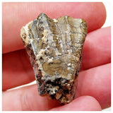 E11 - Ouranosaurus nigeriensis Basal Hadrosaur Dinosaur Tooth Cretaceous Elrhaz Fm