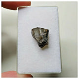 S50 - Ouranosaurus nigeriensis Basal Hadrosaur Dinosaur Tooth Cretaceous Elrhaz Fm