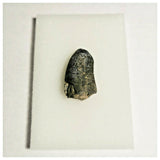 J28- Rare Eocarcharia dinops Dinosaur Tooth - Cretaceous Elrhaz Fm Tenere Desert