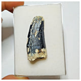 JS8 - Rare Afrovenator abakensis Megalosaurid Dinosaur Tooth Jurassic Tiouraren Fm