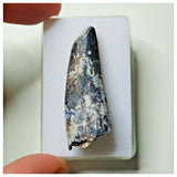 S9 - Exceedingly Rare Suchomimus tenerensis Dinosaur Tooth - Elrhaz Fm - Niger