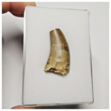 T157- Rare Eocarcharia dinops Dinosaur Tooth Cretaceous Elrhaz Fm Tenere Desert