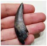 E2- Top Rare Unidentified Theropod Dinosaur Tooth - Cretaceous Elrhaz Fm Tenere Desert