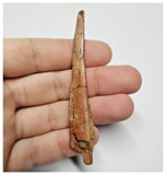 T146 - Rare 3.34'' Alanqa saharica Cretaceous Azhdarchid Pterosaur Dentary Bone