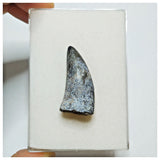 JS40 - Rare Eocarcharia dinops Dinosaur Tooth - Cretaceous Elrhaz Fm Tenere Desert