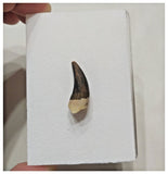 F12- Exceedingly Rare Plesiosaur Elasmosaurus kurskensis Tooth Cretaceous Russia