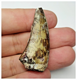 T14 - Top Rare Eocarcharia dinops Dinosaur Tooth - Cretaceous Elrhaz Fm