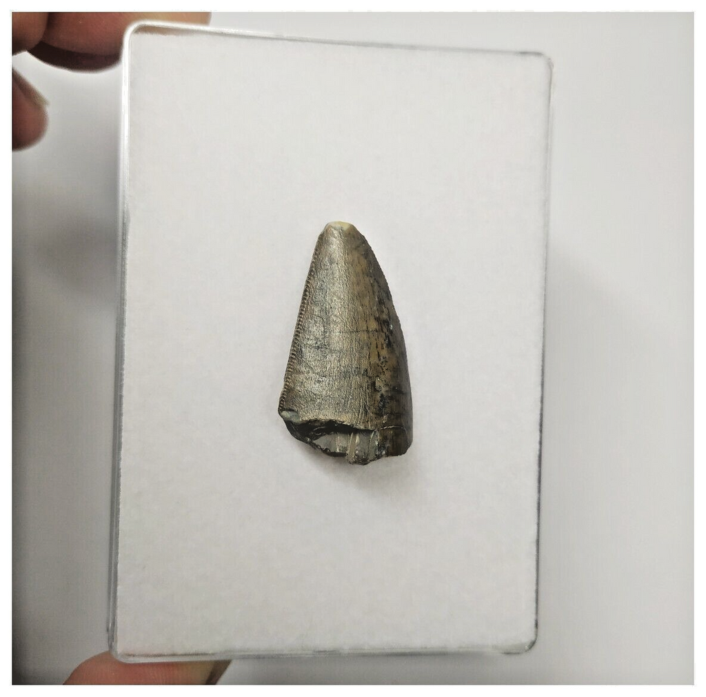 JS151-Rare Eocarcharia dinops Dinosaur Tooth Cretaceous Elrhaz Fm Tenere Desert