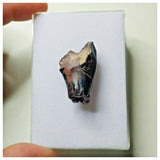 S12 - Ouranosaurus nigeriensis Basal Hadrosaur Dinosaur Tooth Cretaceous Elrhaz Fm