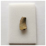 J64- Rare Eocarcharia dinops Dinosaur Tooth - Cretaceous Elrhaz Fm Tenere Desert