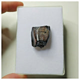 S14 - Ouranosaurus nigeriensis Basal Hadrosaur Dinosaur Tooth Cretaceous Elrhaz Fm