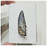 F4 - Rare Suchomimus tenerensis Dinosaur Tooth Cretaceous Elrhaz Fm Tenere Desert