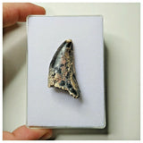 S3 - Rare Afrovenator abakensis Theropod Dinosaur Tooth - Jurassic Tiouraren Fm