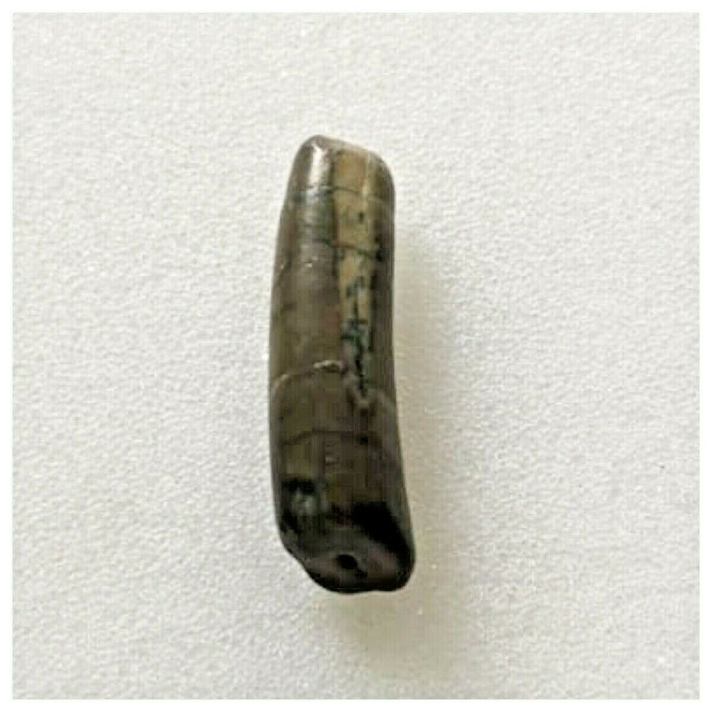 J79 - Top Rare Nigersaurus taqueti Sauropod Dinosaur Tooth Cretaceous Elrhaz Fm