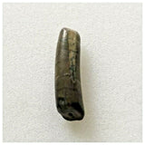 J79 - Top Rare Nigersaurus taqueti Sauropod Dinosaur Tooth Cretaceous Elrhaz Fm