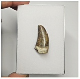 JS152 - Rare Eocarcharia dinops Dinosaur Tooth Cretaceous Elrhaz Fm Tenere Desert